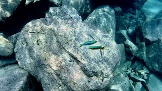 Swimming With Cichlids  Lamprichthys tanganicanus katani  Tanganyikan Killifish [upl. by Yaj152]