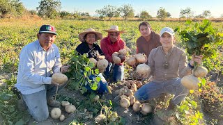 Jícama criolla tubérculo originario de méxico  Cosecha 16 toneladas por hectárea y sembrar 100 kg [upl. by Joshi578]