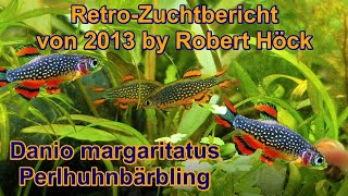 HD Perlhuhnbärblinge Zuchtbericht Danio margaritatus Microrasbora Galaxy Tipps Zucht Vermehrung [upl. by Lily]