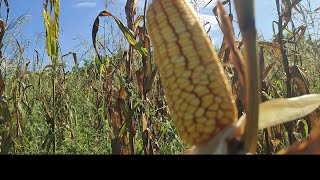 plantamos milho e capim andropogon [upl. by Stoughton]