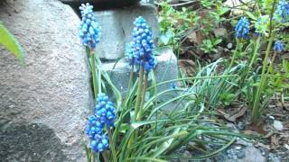 Traubenhyazinthe Muscari armeniacum  mit diesen Tipp´s gelingt der Anbau garantiert [upl. by Queridas811]