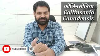 Collinsonia homeopathic medicine use in hindi  Collinsonia 30  Collinsonia 200  Collinsonia1m [upl. by Amieva289]