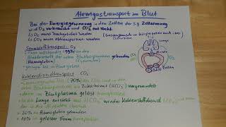 6 Wie sind Sauerstoff amp Kohlenstoffdioxid im Blut gebunden Gastransport im Blut erklärt [upl. by Aliuqa]