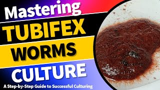 Mastering Tubifex Worm Culture A StepbyStep Guide to Successful Culturing TubifexWormCulture [upl. by Fry]