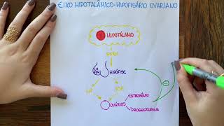 FISIOLOGIA DO CICLO MENSTRUAL [upl. by Aipotu]