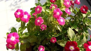 How to Grow and Care Vinca  Periwinkle  Sadabahar  Care of Vinca Plant [upl. by Gail]