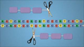 Method of the Year 2011 Geneediting nucleases  by Nature Video [upl. by Gerri949]