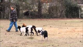 8 month old Border Collie puppy training goats and sheep on her 4th lesson [upl. by Asselim790]