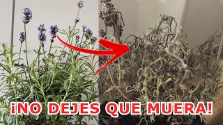 ¿Por qué se seca y MUERE la LAVANDA 7 ERRORES que se cometen al cultivar lavanda o espliego [upl. by Luas435]