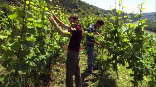 WACHAU  Land am Strome  Valley of Golden Magic [upl. by Ellennej44]