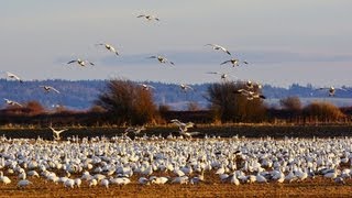 The Ultimate Best Ever Snow Geese Video HD [upl. by Heyes]