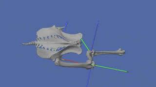 Walking tinamou bird XROMM quot3D skeletal videoquot animation [upl. by Arykat]