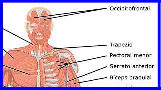 Los MÚSCULOS del cuerpo humano  El sistema muscular [upl. by Noirda571]