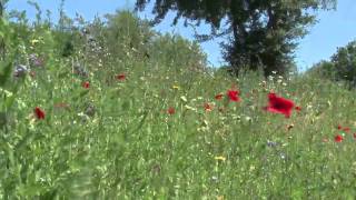 Campingplatz quotLiebeslaubequot direkt an der Ostsee [upl. by Ynomrah743]