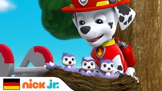 Paw Patrol Helfer auf vier Pfoten  Bester Tag überhaupt  Nick Jr [upl. by Ohnuj629]