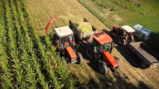 Zetor 6245  Same Argon 80  Massey Ferguson 135  Silaža kukuruza 2023  Ursus C360  Pt 1 [upl. by Kendyl242]