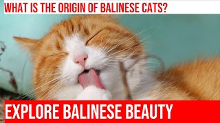 Discover the Fascinating History of the Balinese Cat Breed [upl. by Anoit835]