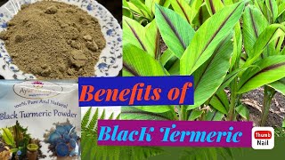 Black Turmeric Health Benefits  Curcuma Caesia  Natural farming of Black Turmeric [upl. by Eidassac]