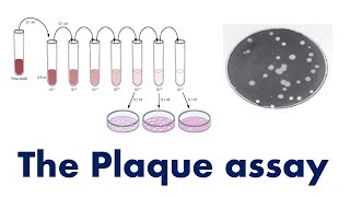 Plaque Assay Assay for estimating viral titre or viral concentration plaque forming units  mL [upl. by Neroled632]