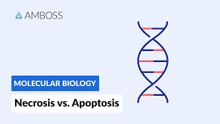 Necrosis vs Apoptosis Cell Death [upl. by Roice979]