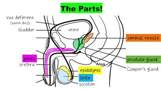 The Male Reproductive System [upl. by Castra]