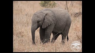 Spending time with a herd of elephants in the Manyeleti Nature Reserve [upl. by Yokum251]