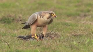 Barbary Falcon RedNaped Shaheen  Devouring Prey [upl. by Fabrienne878]