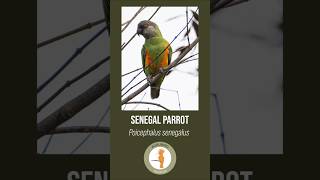 Senegal Parrot  Poicephalus senegalus [upl. by Erapsag335]