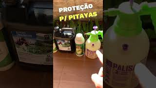 CUIDANDO DA PITAYA plantas dragonfruit shortsvideo [upl. by Ferrell293]