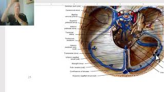 Anatomy of head and neck module in Arabic 47 Dural Venous sinuses  by Dr Wahdan [upl. by Sandro614]