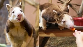 Tree Kangaroos Behind the scenes at the zoo [upl. by Greggory249]