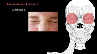 Muscles of facial expression [upl. by Zat87]