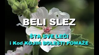 BELI SLEZ  ŠTA SVE LEČI i Kod KOJIH BOLESTI POMAŽE [upl. by Tibbitts]