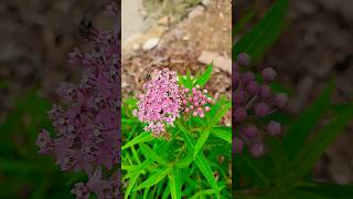 Asclepias Incarnata is a great pollinator attractor and hosts the larva of Monarchs [upl. by Sokin]