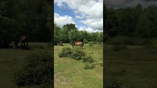 Horses grazing in the wild  wild Exmoor ponies nature shorts wildlife horse short horses [upl. by Aydiv]