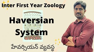 Haversian System  హేవర్సియన్ వ్యవస్థ  Inter First Year Zoology most Important Questions [upl. by Wehner602]