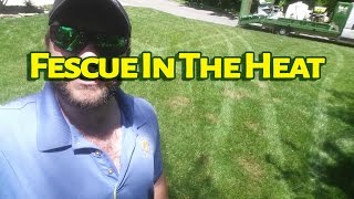 What Happens To Fescue In The Heat [upl. by Airyt549]