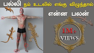 பல்லி நம் உடலில் விழுந்தால் என்ன பலன்  Palli Vilum Palan  பல்லி palli vilum palangal in tamil [upl. by Aehc763]