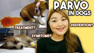 PARVOVIRUS in Dogs symptoms treatment amp prevention  Arah Virtucio [upl. by Eillil]