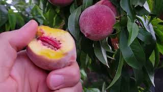 Early Elberta Peach Tree Heavy harvest been harvesting for 6 weeks [upl. by Aprilette]