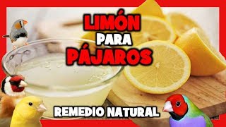 LIMON para CANARIOS y PAJAROS EXOTICOS 🐤 REMEDIOS CASEROS para CANARIOS PERIQUITOS JILGUEROS [upl. by Pollux413]