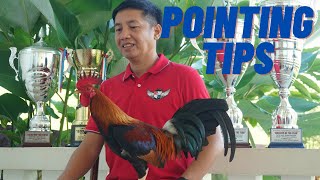 Pointing Tips Preparasyon Para Matantya Ang Ipapakain Sa Araw Ng Derby [upl. by Fae125]