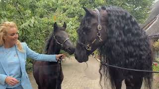 Friesian Horse Kalender  Ambassadeurs editie Samantha Steenwijk en haar Voice Rita en Tina [upl. by Dang513]