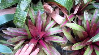 Vriesea bromeliads explained care and growing of vriesea broms [upl. by Atined]