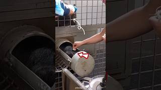 How blood samples are collect in zoo shortsvideo [upl. by Adnawyt794]