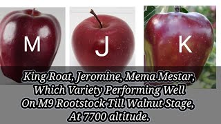 King Roat Jeromine Mema Mestar Which Variety Performing Well On M9 Rootstock Till Walnut Stage [upl. by Eimyaj727]