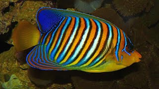 Facts The Regal Angelfish [upl. by Carrillo]