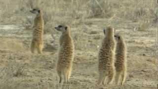 SURICATES Meerkats  SURICATI [upl. by Harrington]