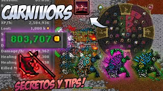 Carnivoras rock es RENTABLE EN 2023 TIBIA HUNT  750 a 900k por Hora de PROFIT  EK 250500 [upl. by Irwinn]