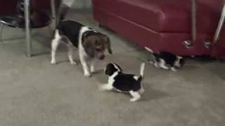 Pocket Beagle Puppies  5wks Playing with their Daddy [upl. by Arlyne]